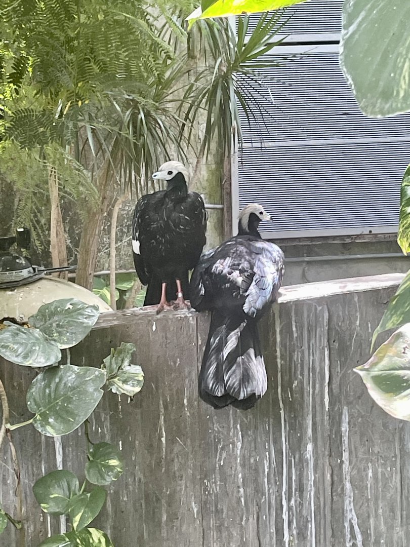 Blue-throated piping guan