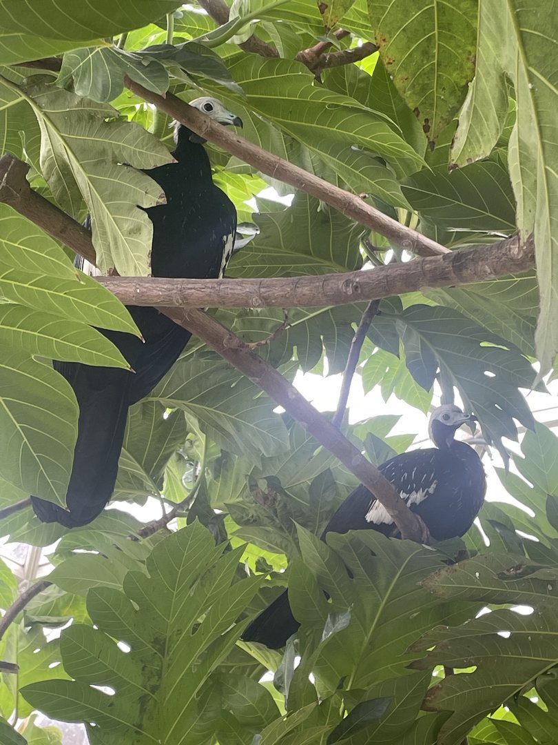 Blue-throated Piping Guan