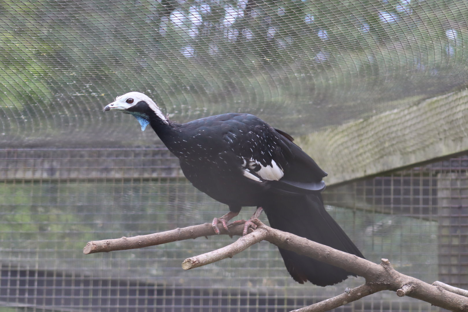 Blue-throated Piping Guan
