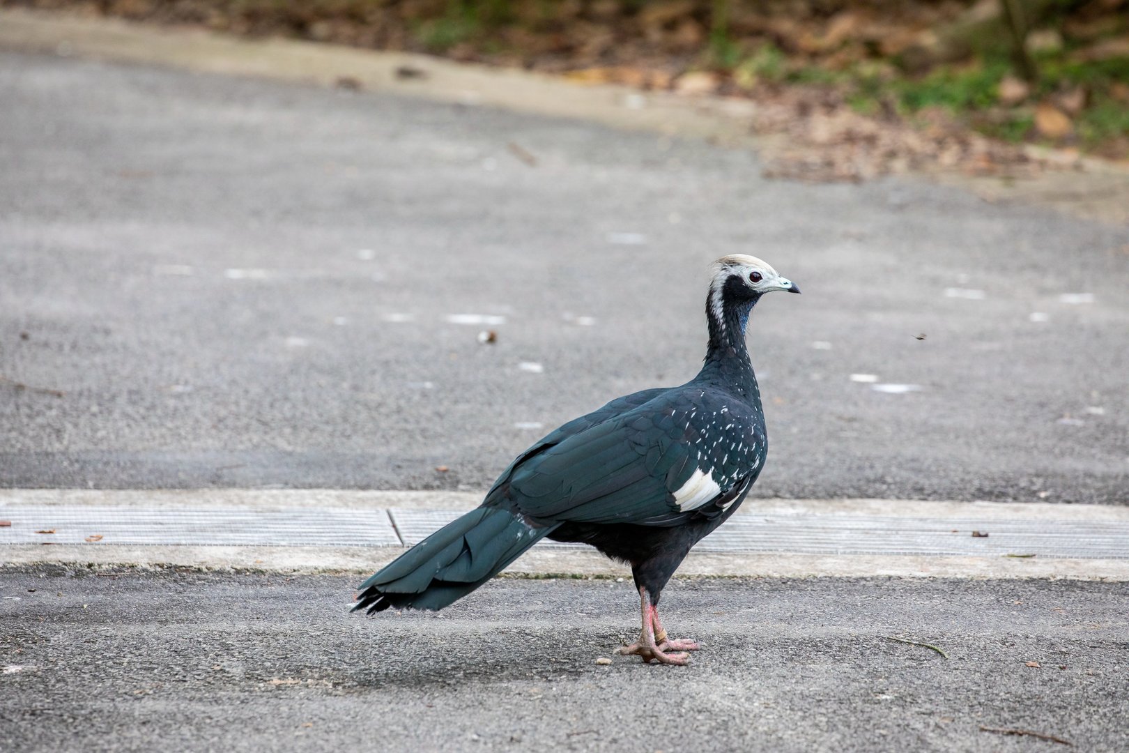 Blue-throated Piping Guan