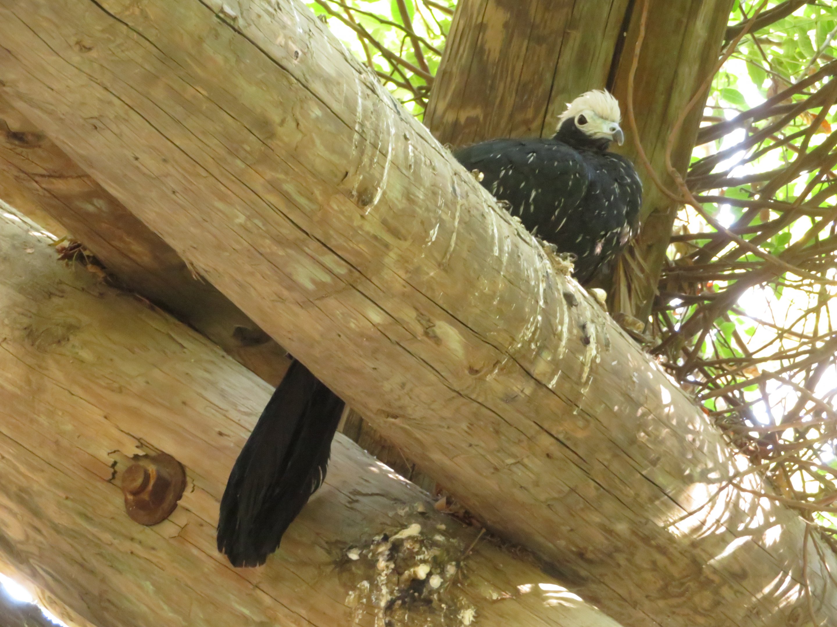 Blue-throated Piping Guan