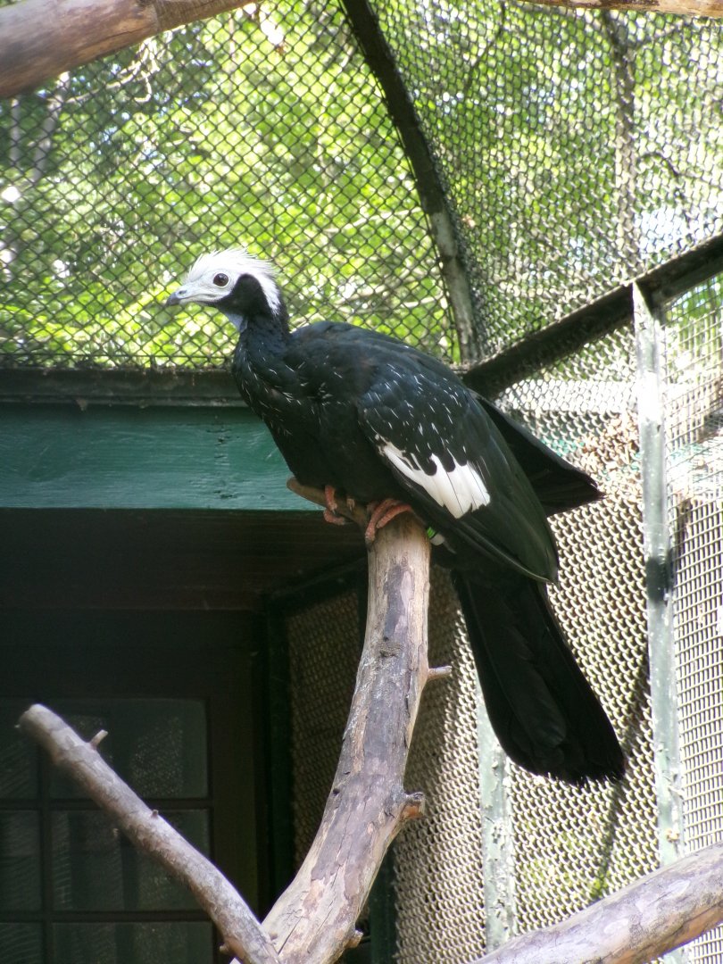 Blue-throated piping-guan