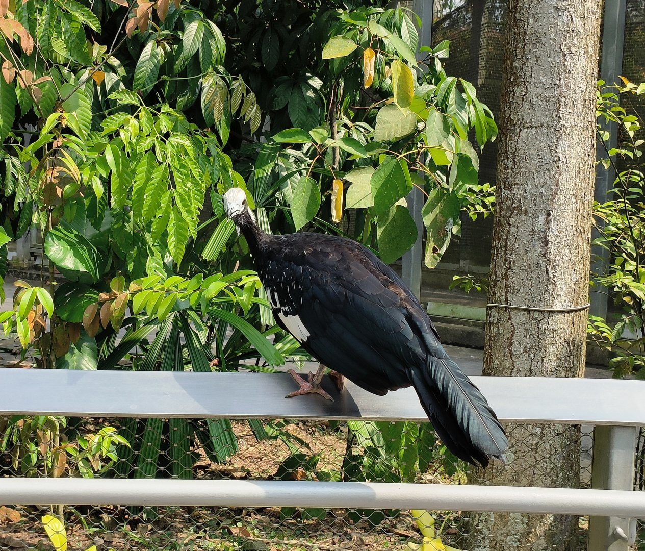 Blue-Throated Piping Guan