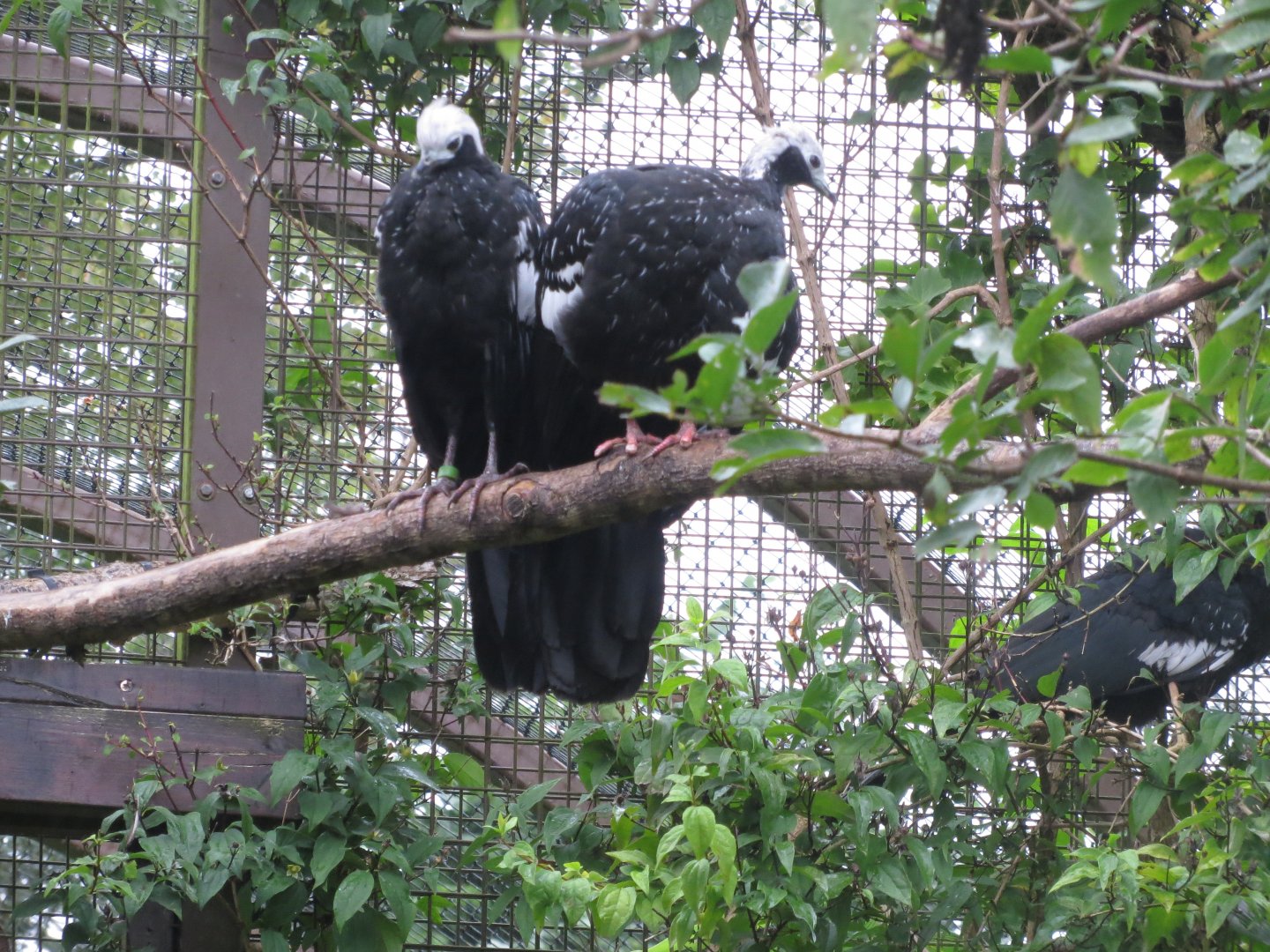 Blue-throated piping guans 071019