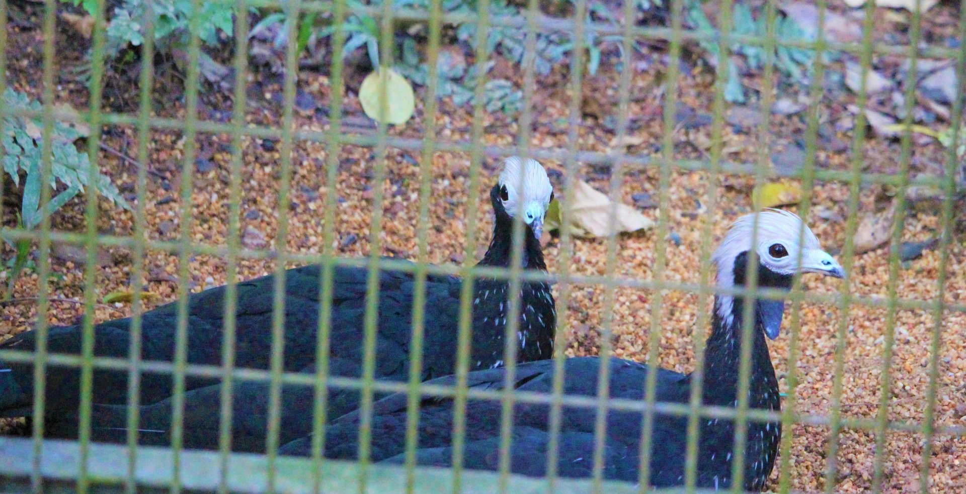 Blue-throated Piping Guans (Pipile cumanensis)