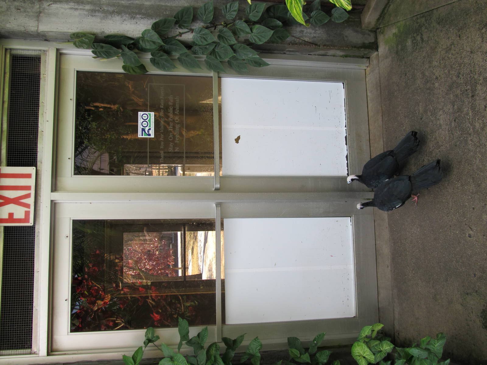 Blue-throated Piping Guans