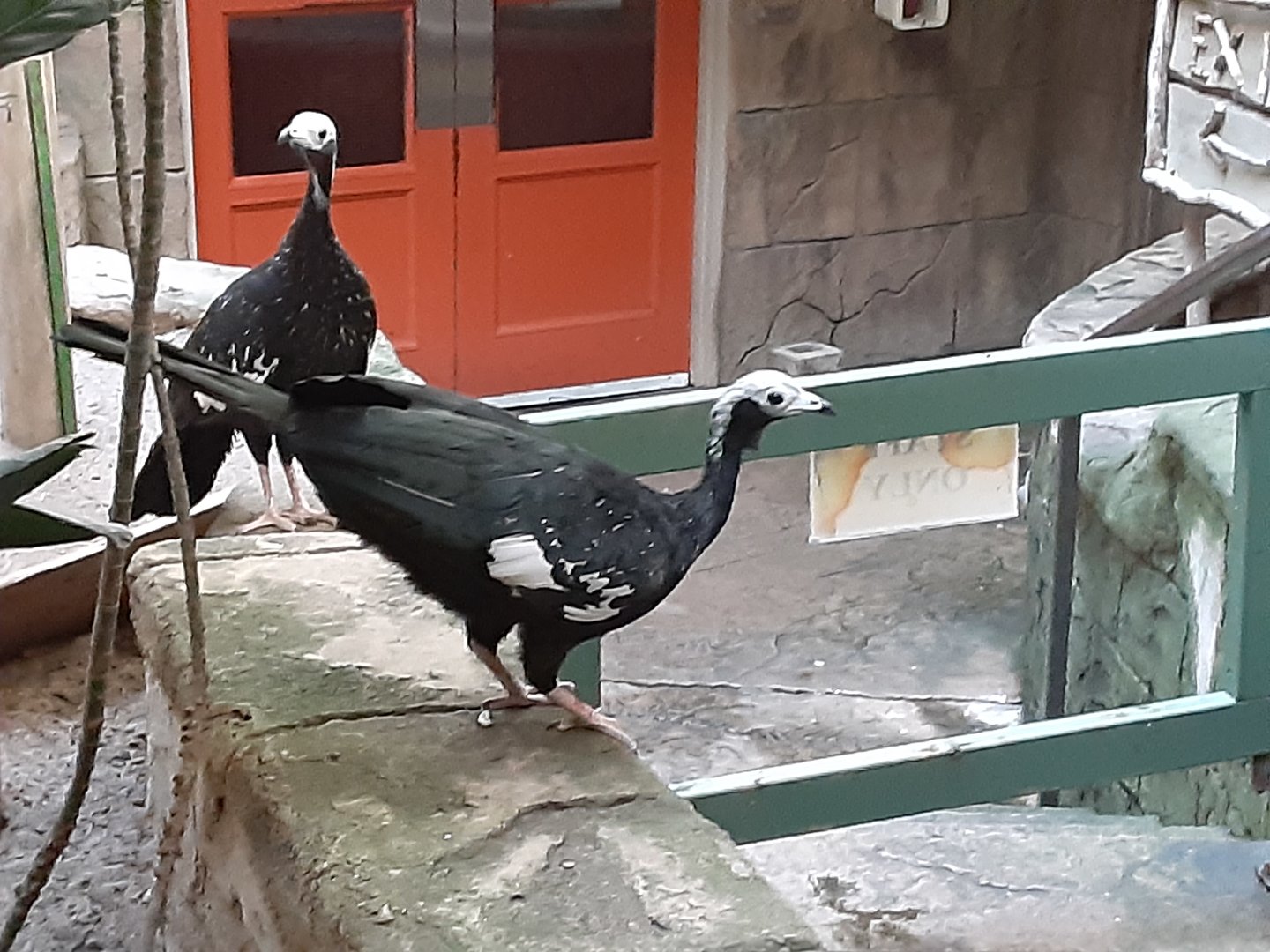 Blue Throated Piping Guans