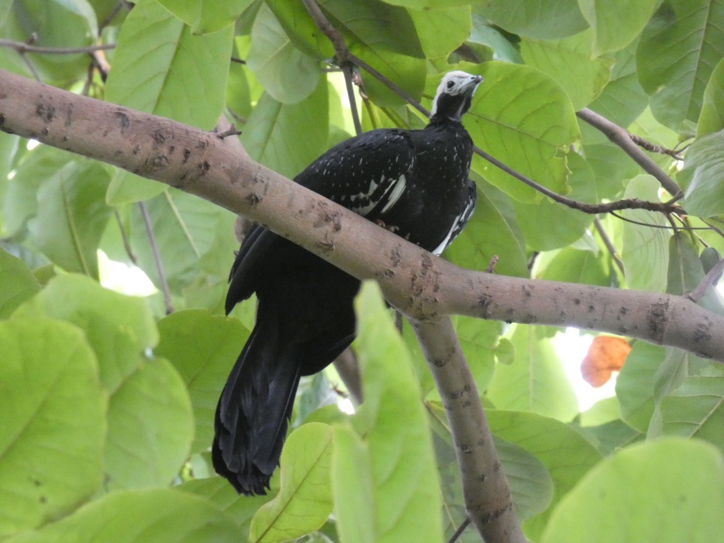 Blue-throated Pipping Guan