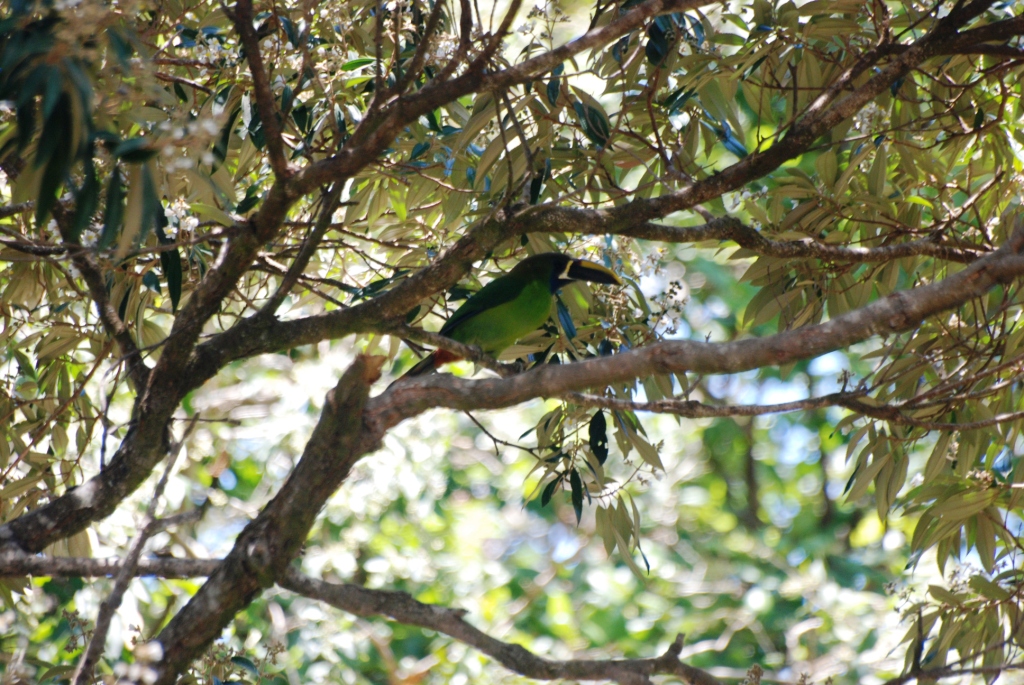 Blue-throated Toucanet at Monteverde Lodge, 20/04/14