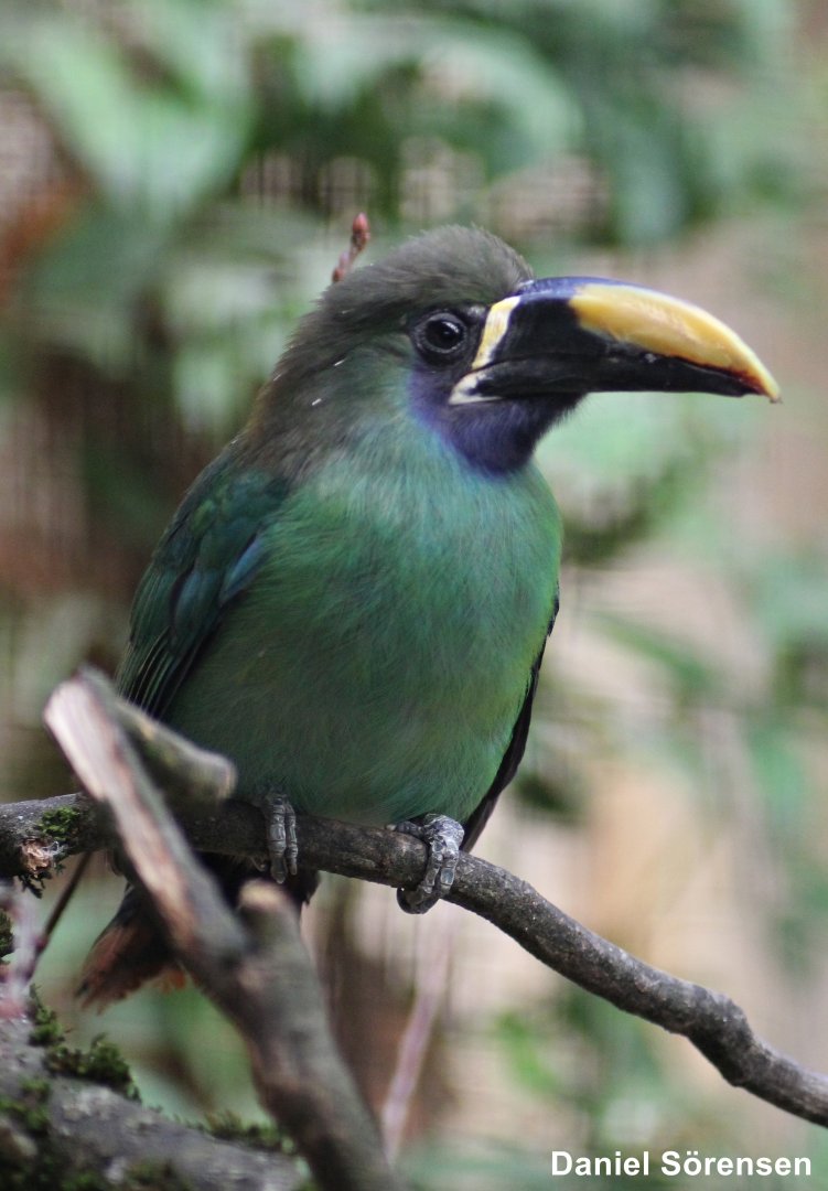 Blue-throated toucanet (Aulacorhynchus caeruleogularis)