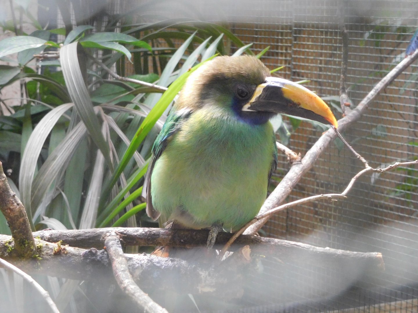 Blue-throated toucanet (Aulacorhynchus caeruleogularis)