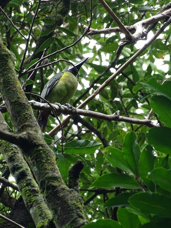 Blue-throated toucanet