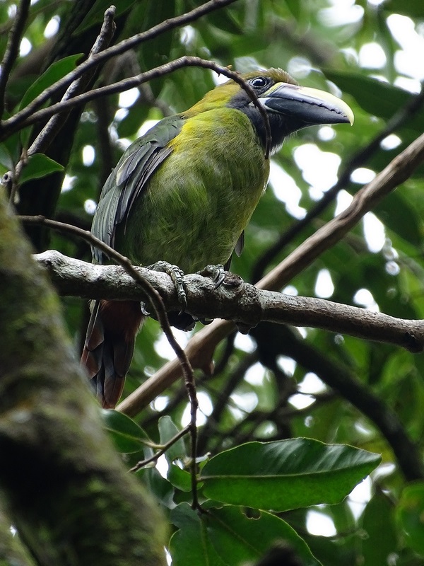 Blue-throated toucanet