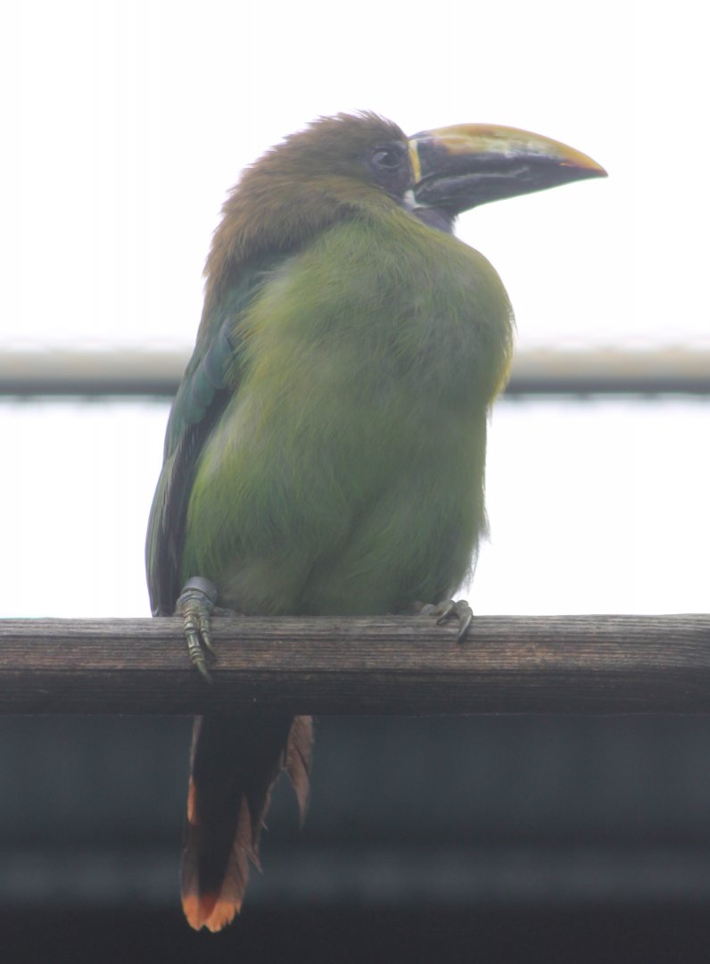 Blue-throated toucanet
