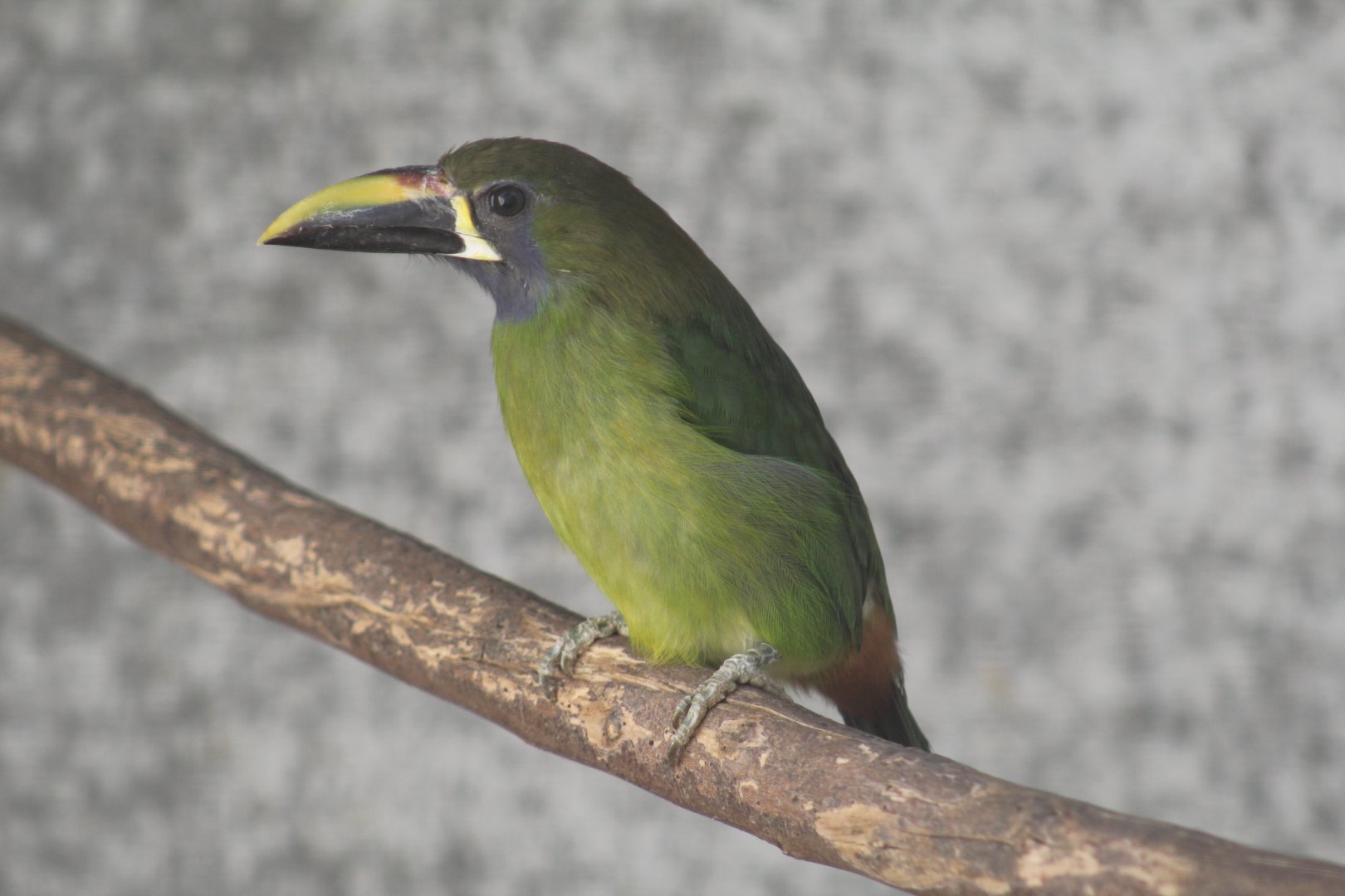 Blue-Throated Toucanet