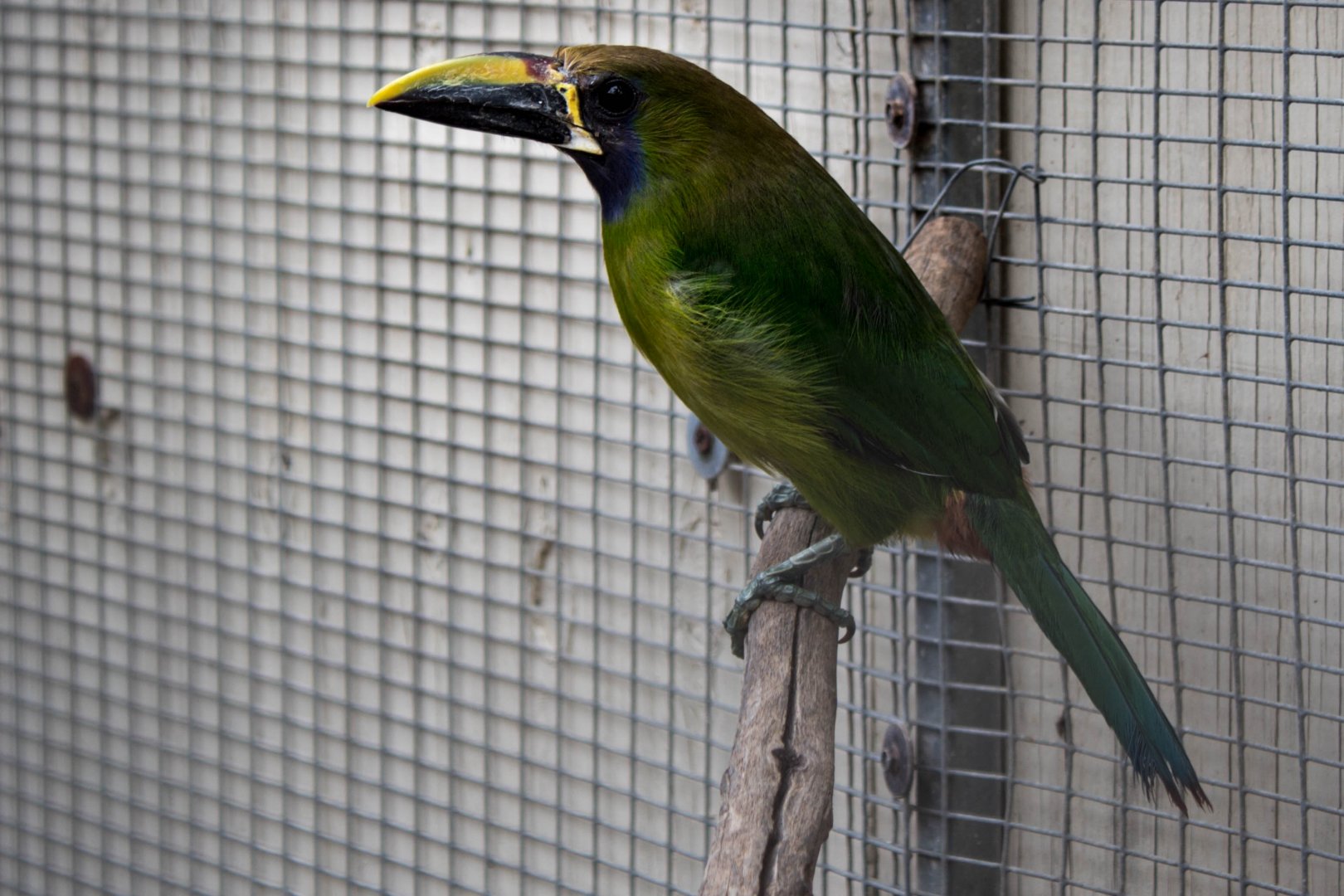 Blue-throated toucanet