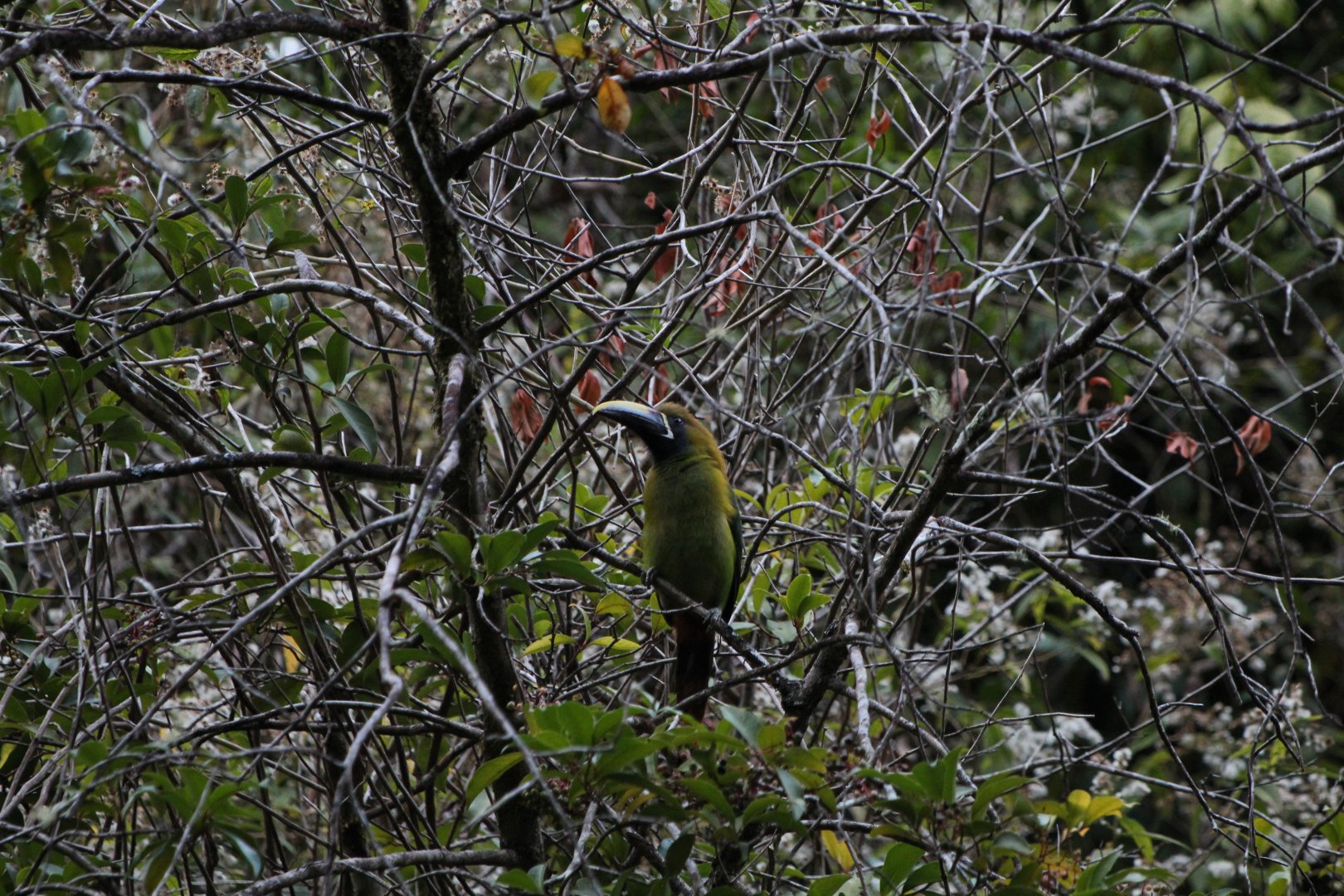 Blue-throated Toucanet