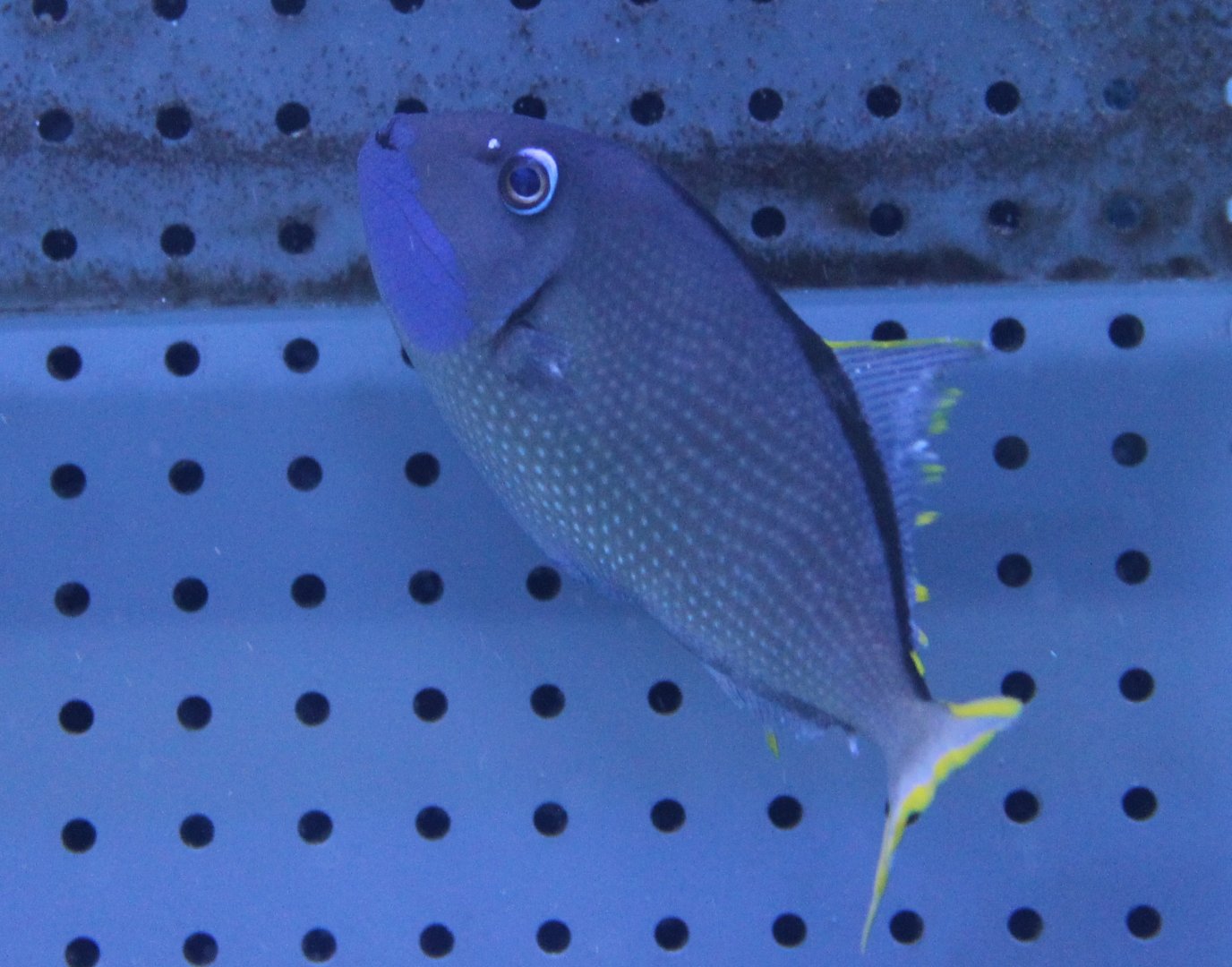 Blue-throated triggerfish - Xanthichthys auromarginatus