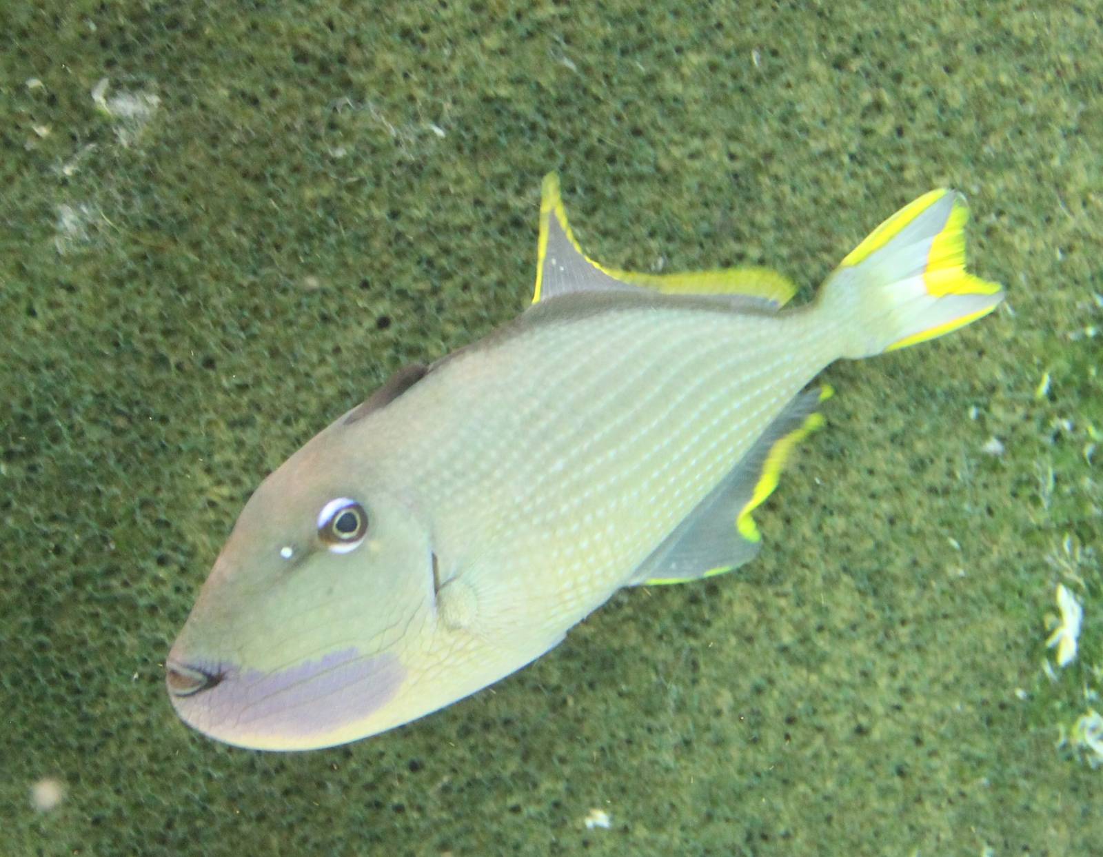 Blue-throated triggerfish