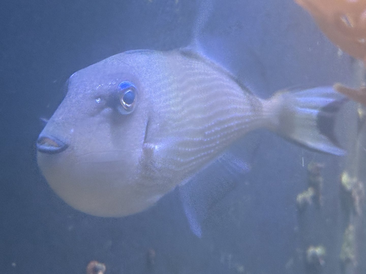 Blue-throated Triggerfish