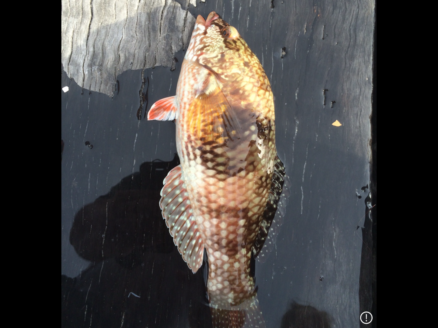 Blue Throated Wrasse (Notolabrus tetricus)