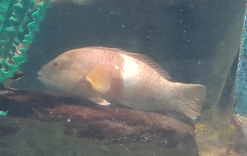 Blue-Throated Wrasse