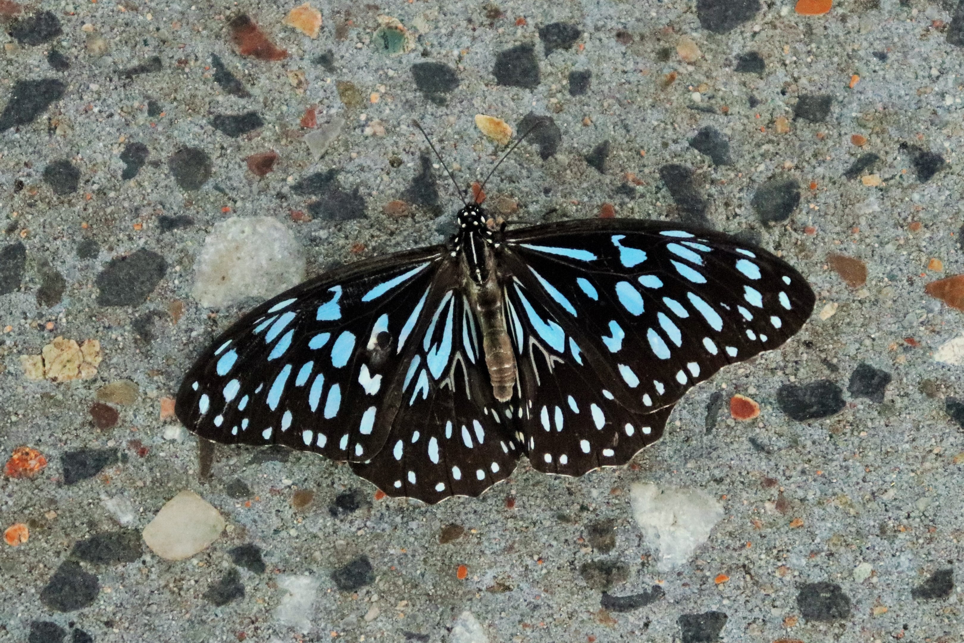 Blue Tiger Butterfly (Tirumala hamata)