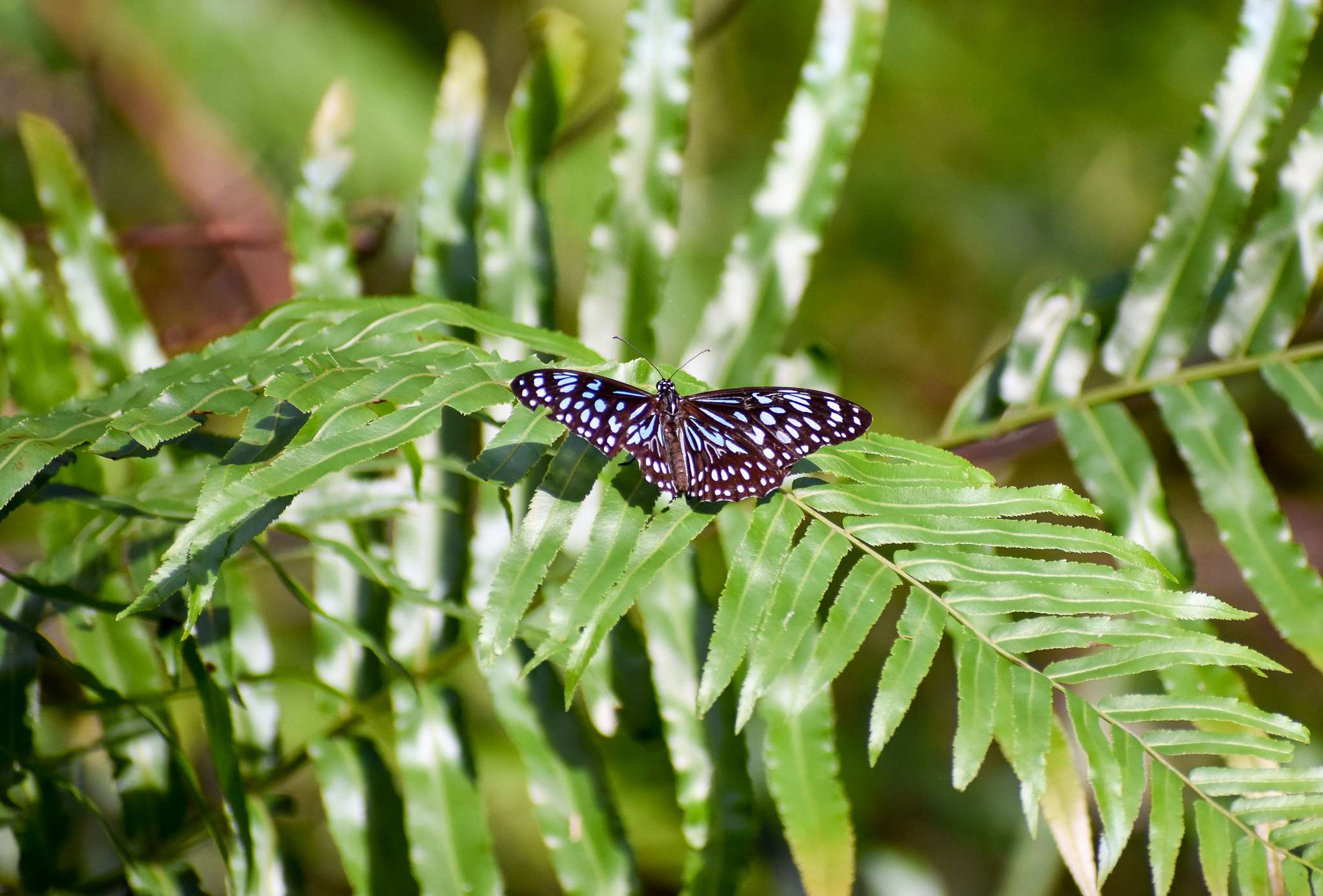 Blue Tiger (Tiramula hamata)