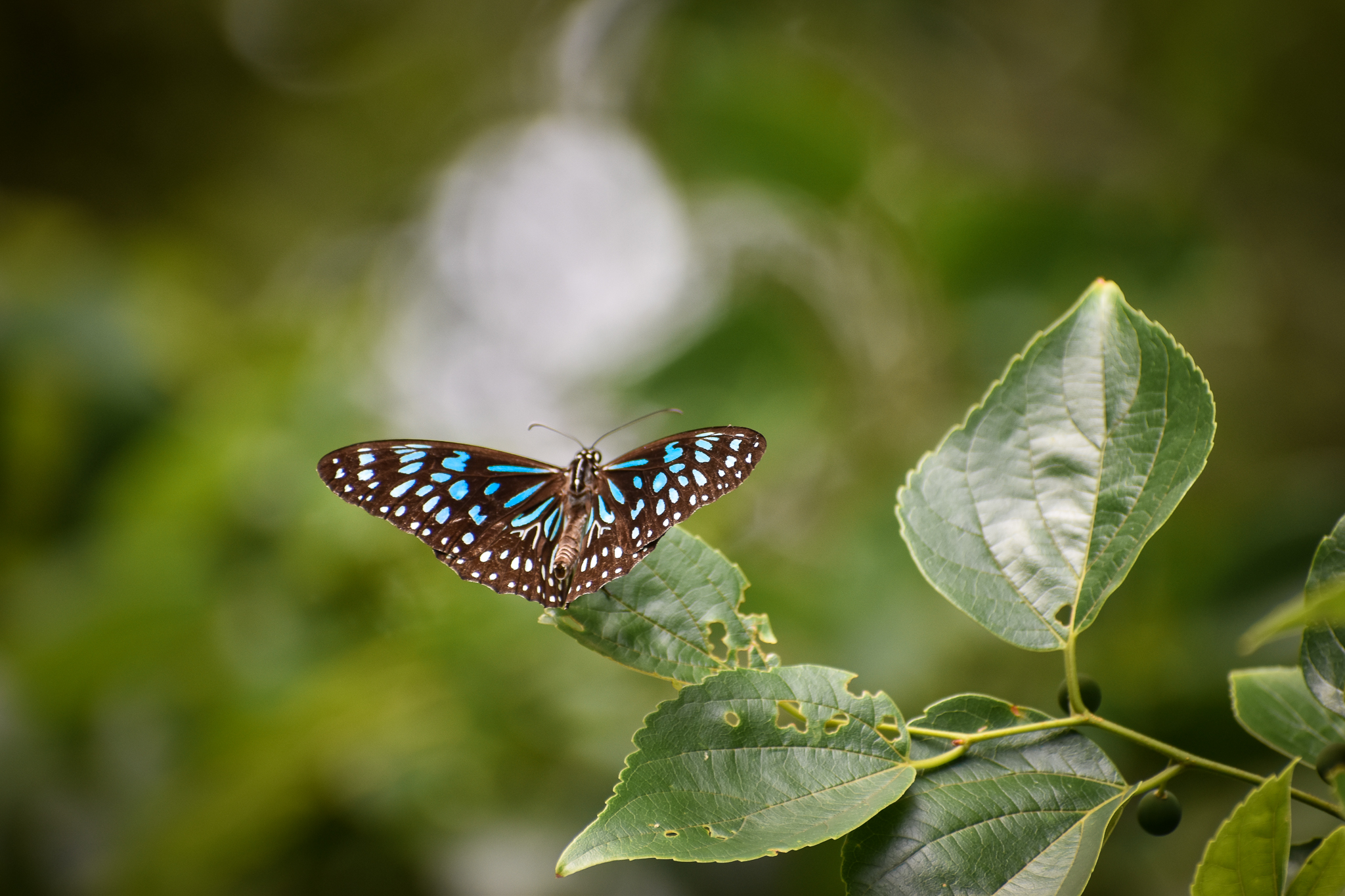 Blue Tiger (Tirumala hamata)