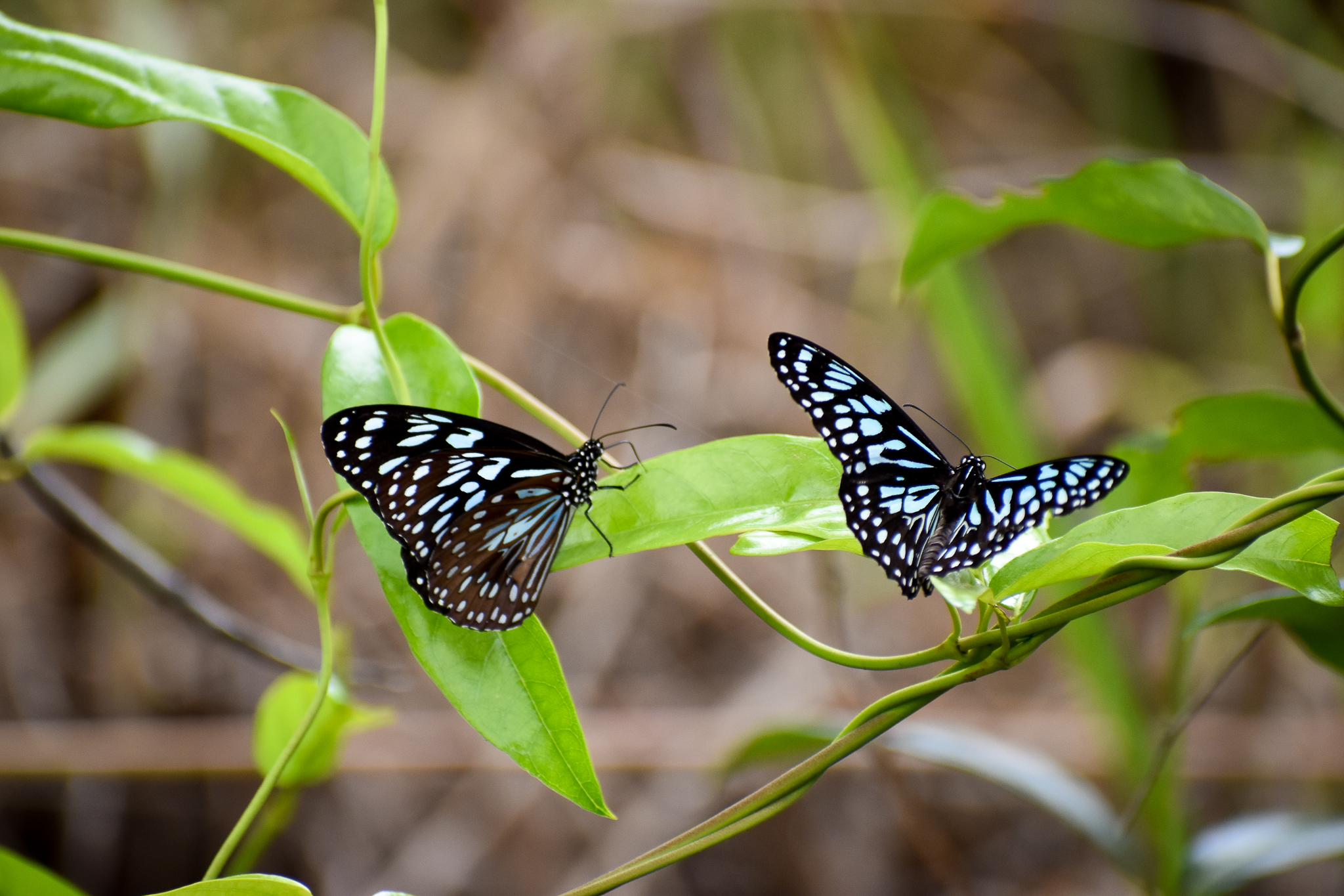 Blue Tigers (Tirumala hamata)