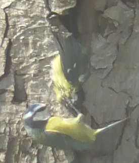 Blue tit cannibalism