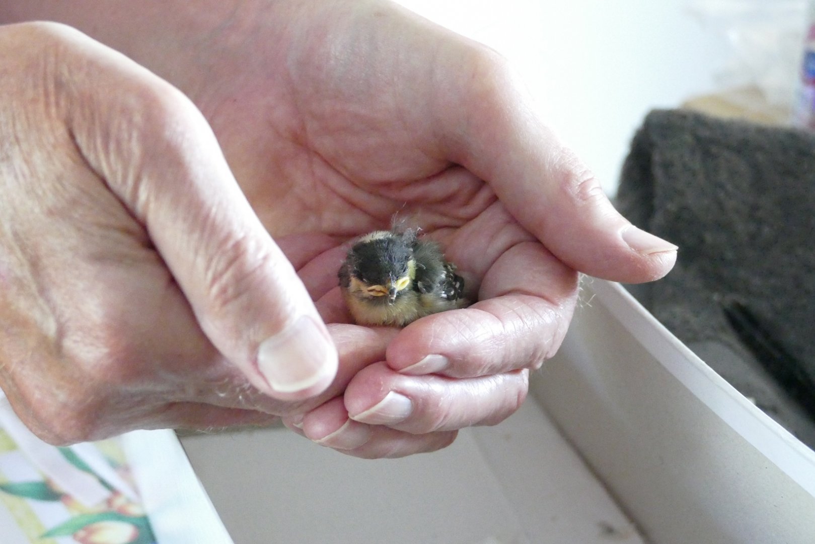 Blue Tit chick, May 2020