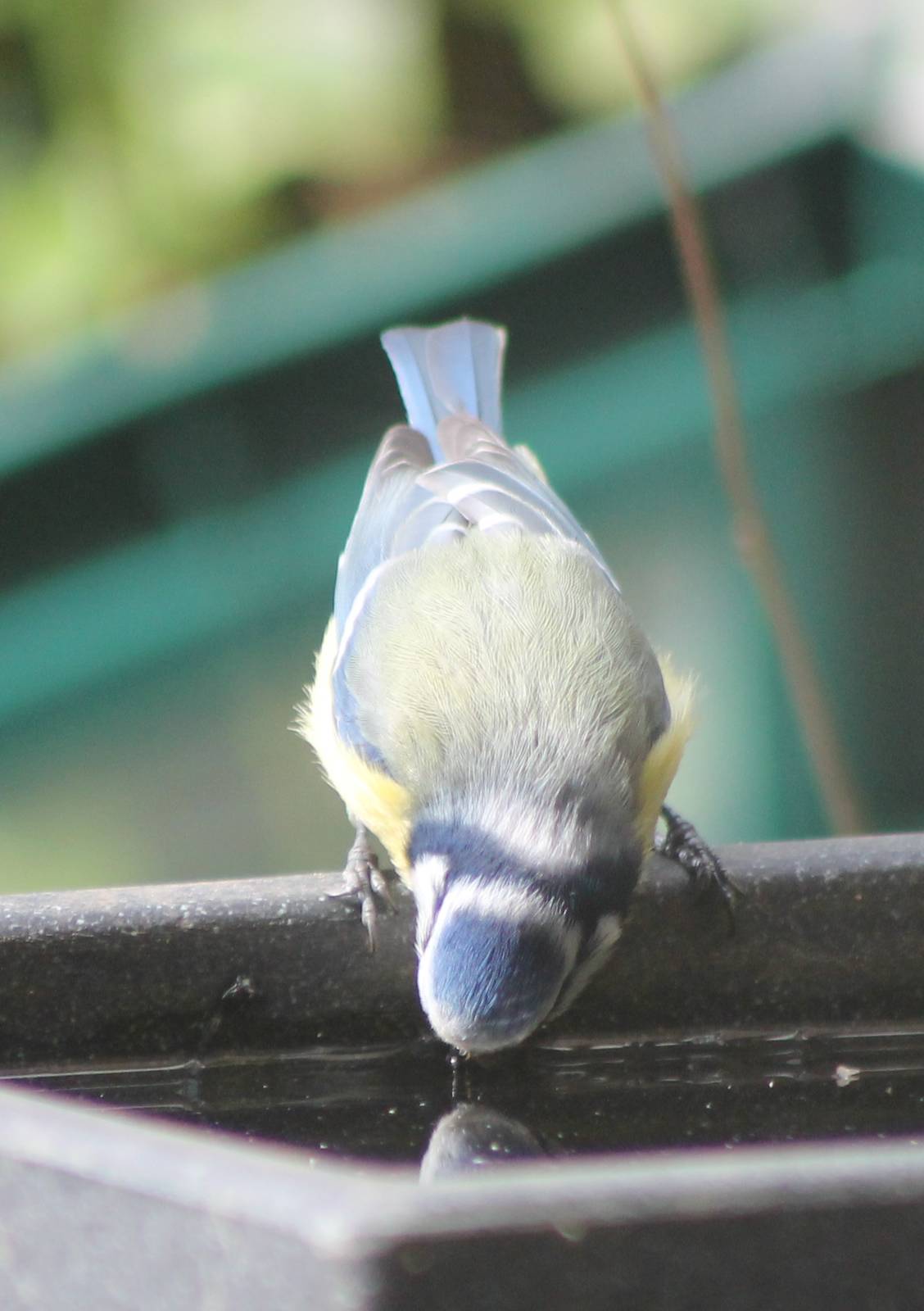 Blue tit drinking