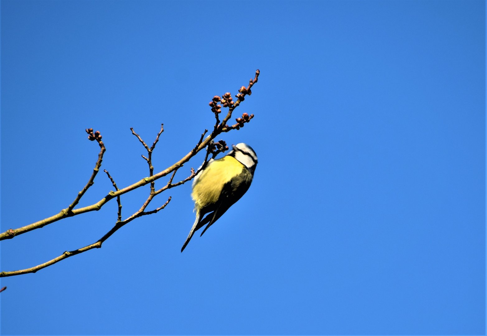 Blue tit feeding