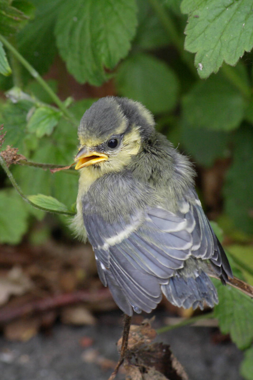Blue tit fledgling