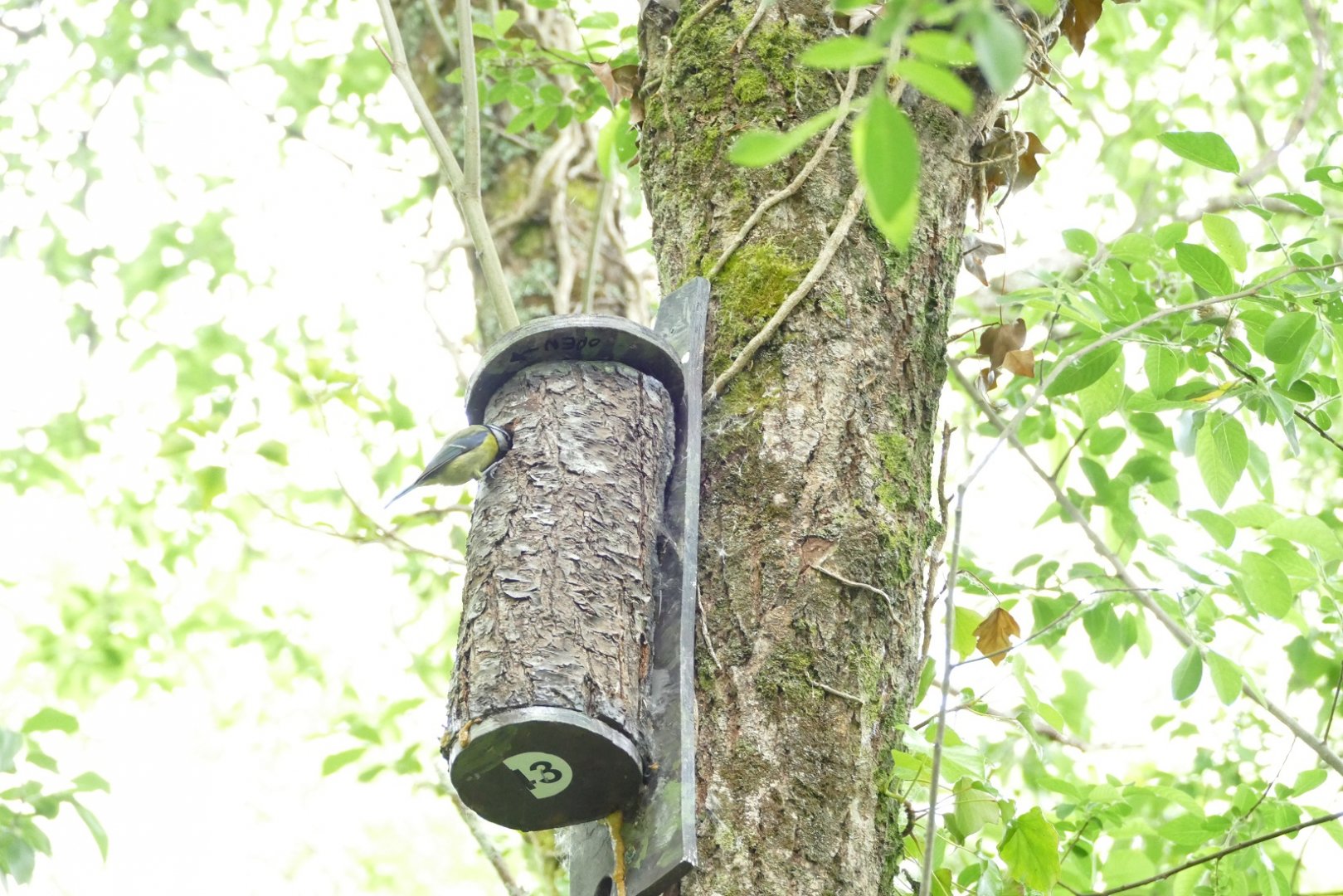 Blue Tit on nest box, May 2022