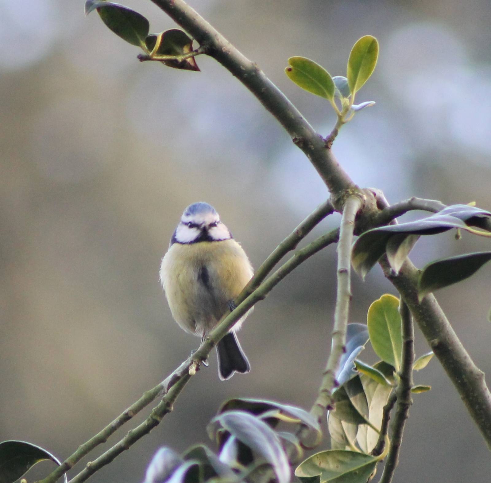 blue tit