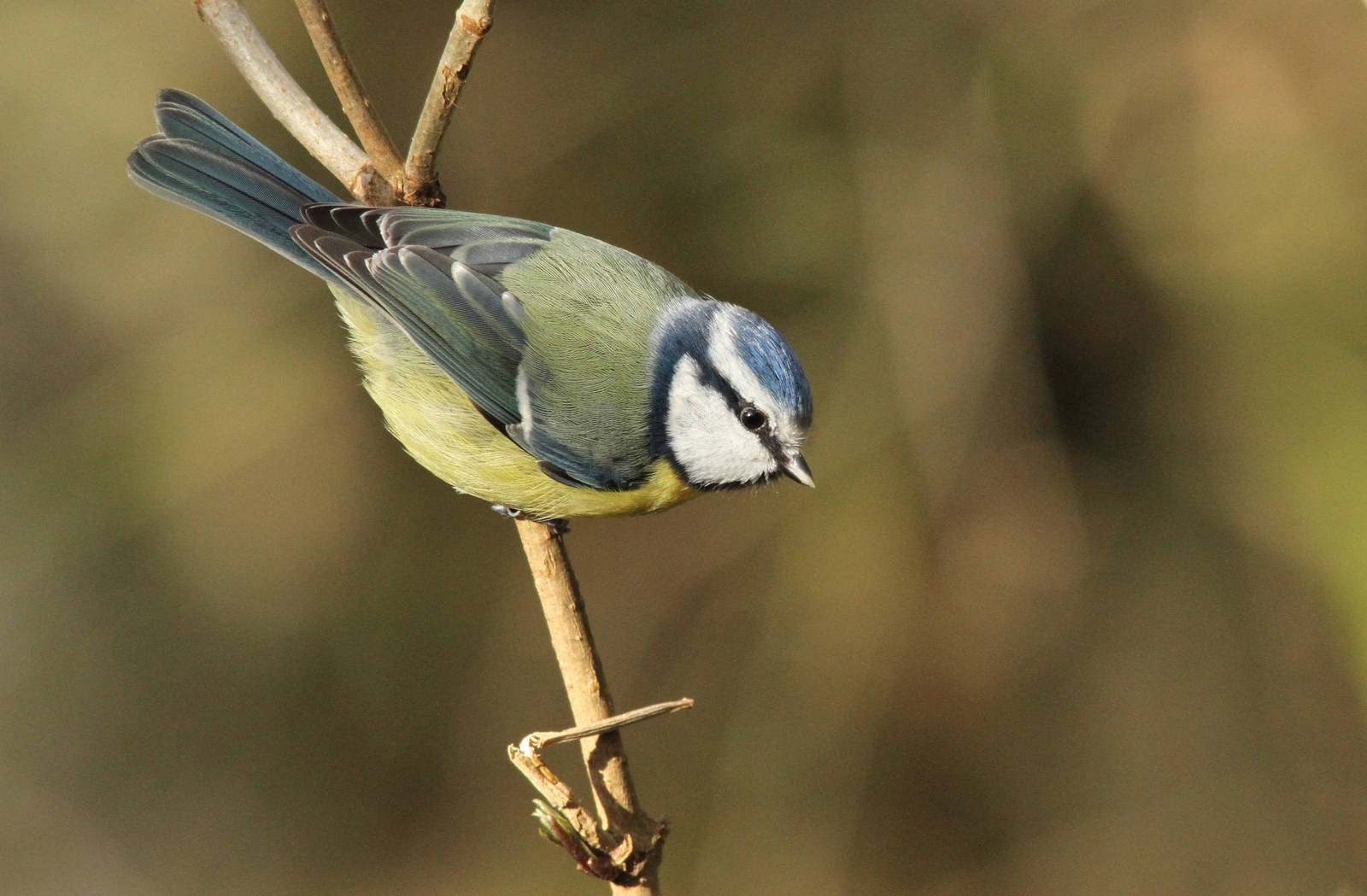 Blue Tit