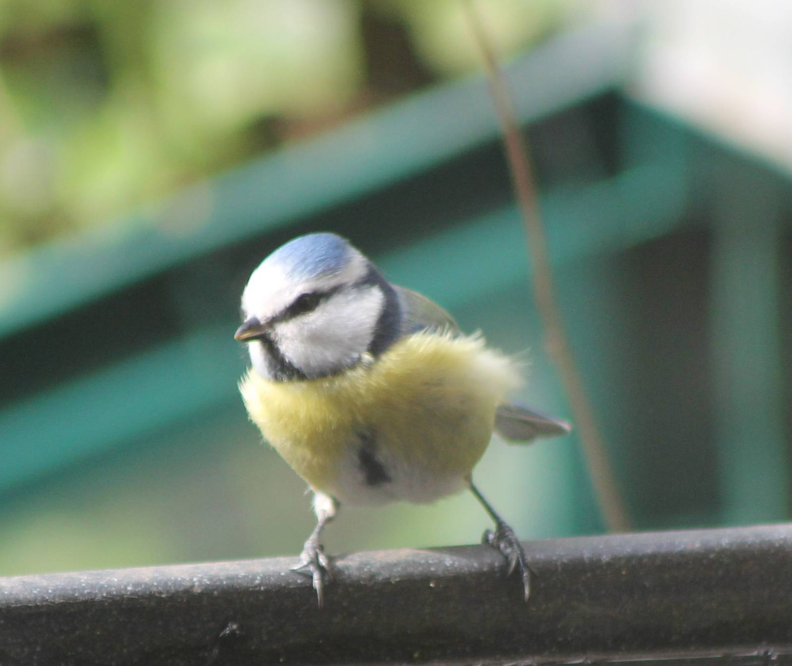 Blue tit