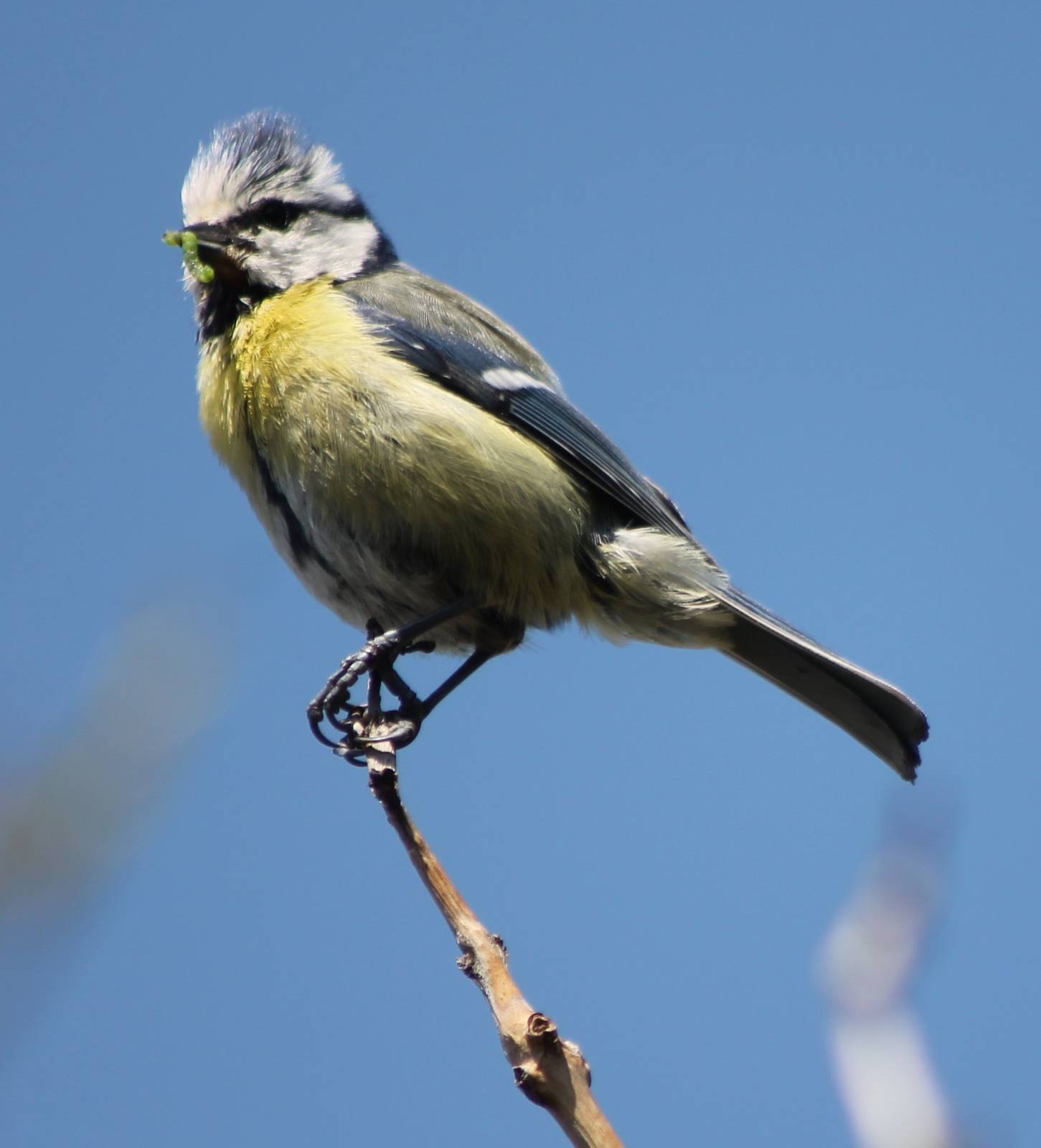 Blue tit