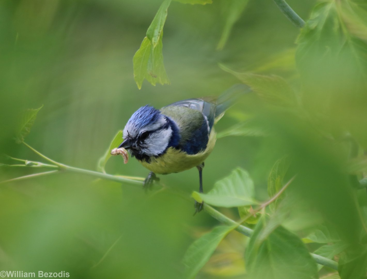 Blue Tit