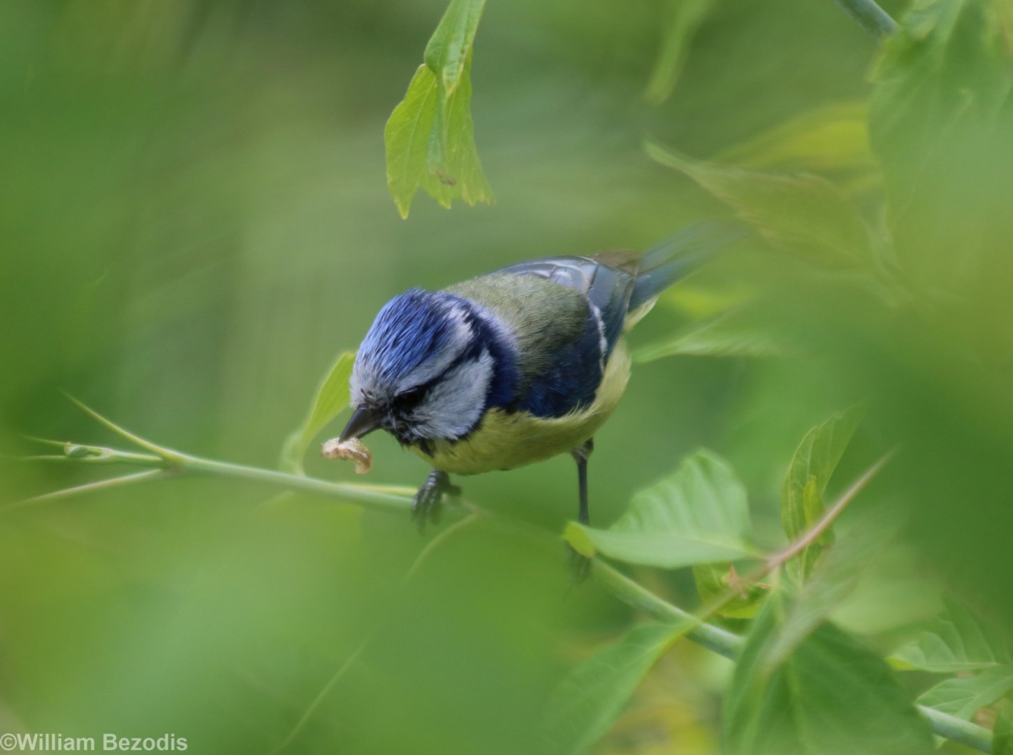Blue Tit
