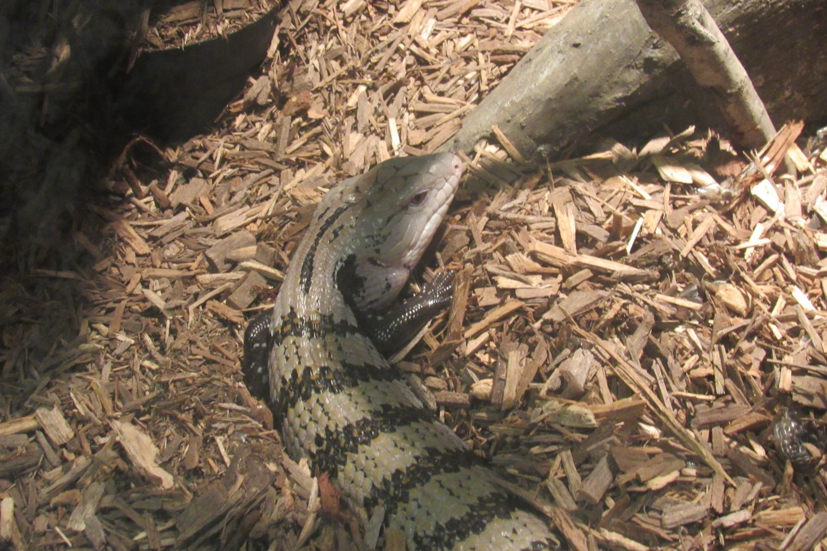 blue tonged skink at Survival of the Slowest