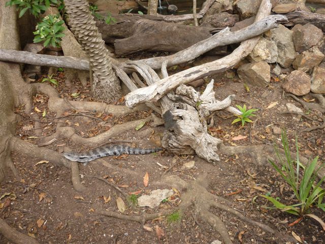 Blue Tongue Skink Enclosure