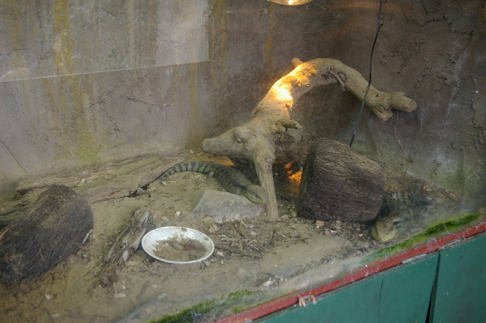 blue-tongue skink enclosure