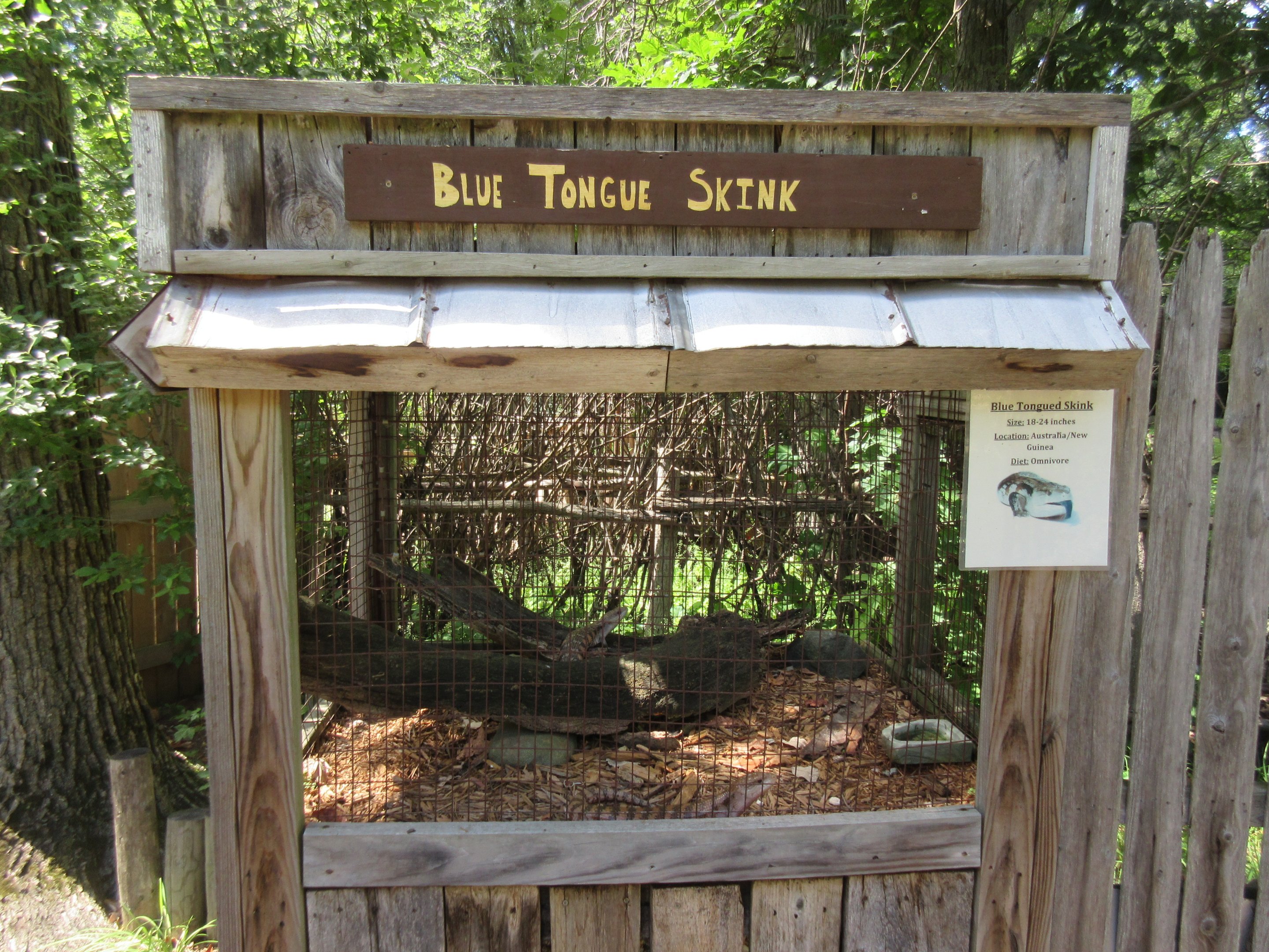 Blue-tongue Skink Exhibit