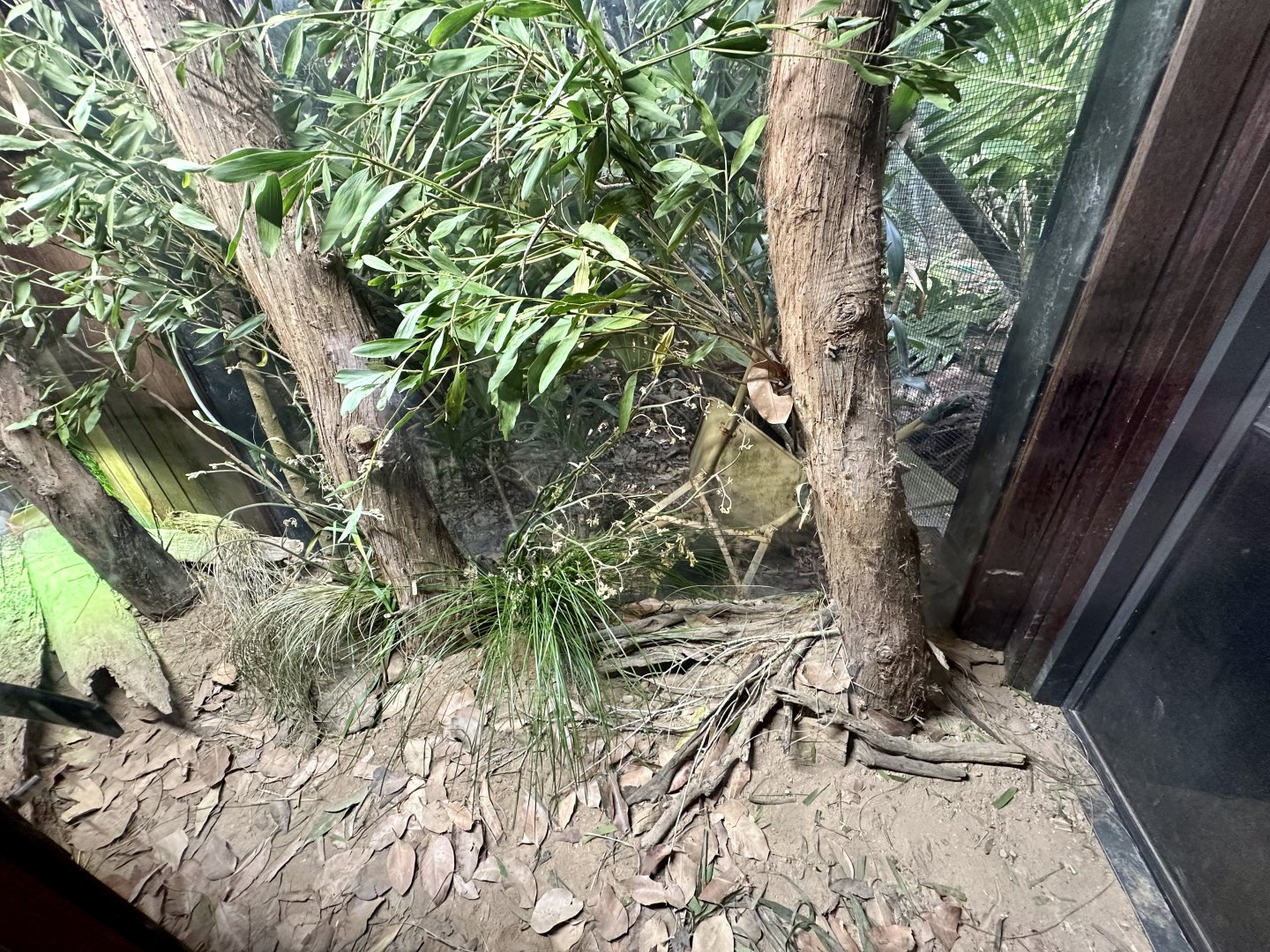 Blue-tongue Skink Exhibit