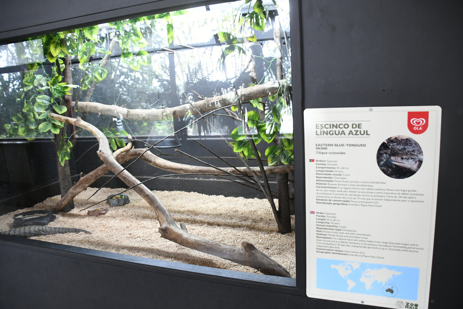 Blue-tongue Skink tank (Reptile House)