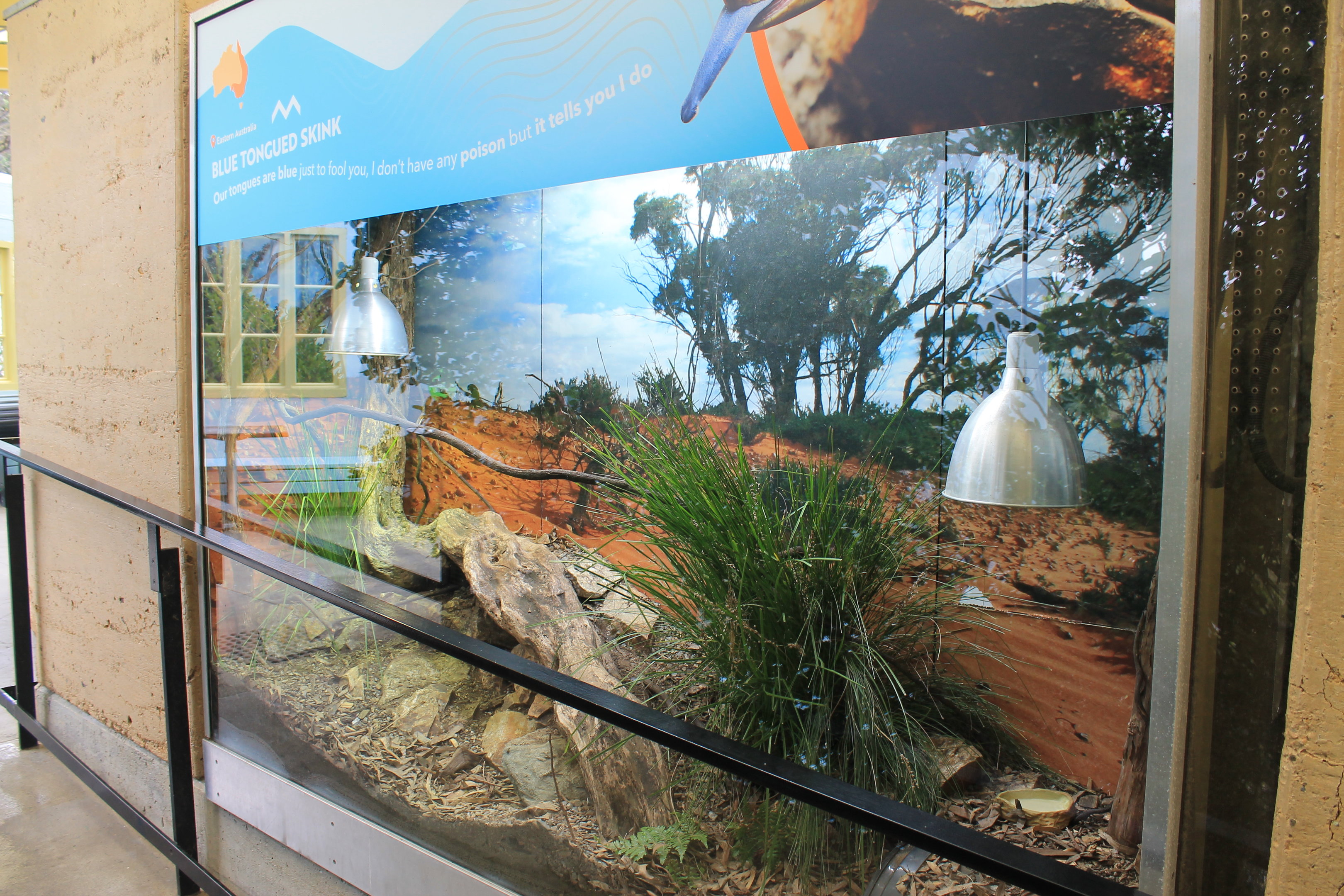 Blue-tongue Skink terrarium