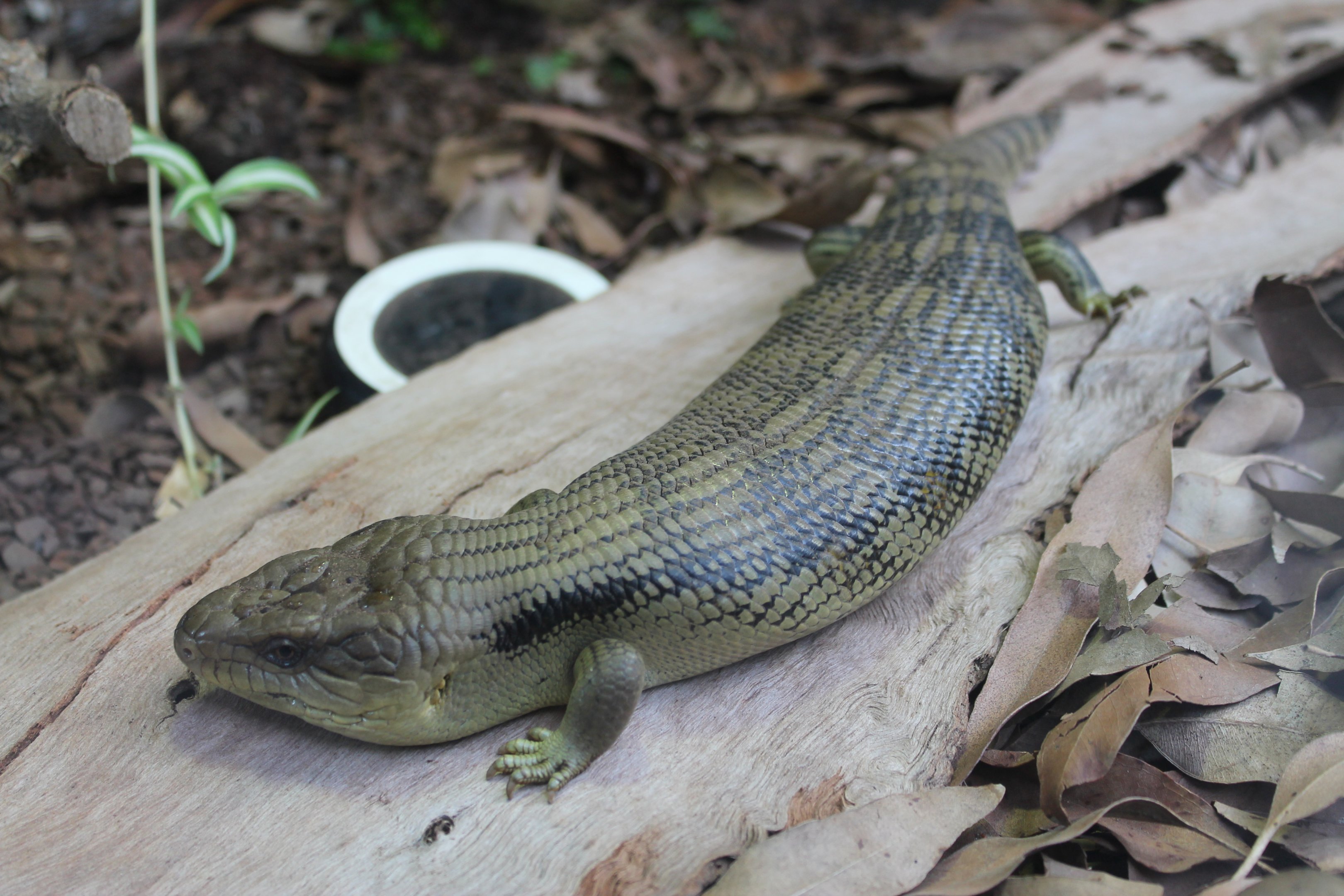 Blue-tongue Skink (Tiliqua scincoides)